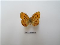 藏品(小豹蛺蝶)的圖片